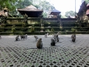 ubud (16)